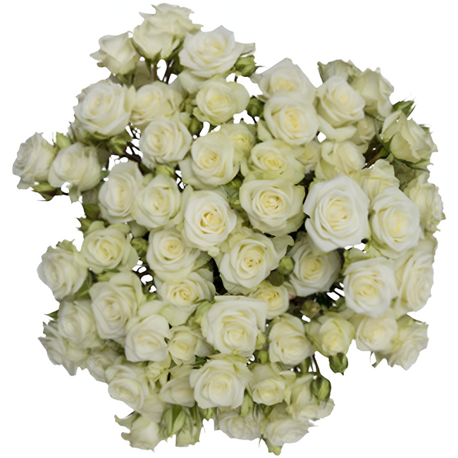 Rosespray Floreana Rio