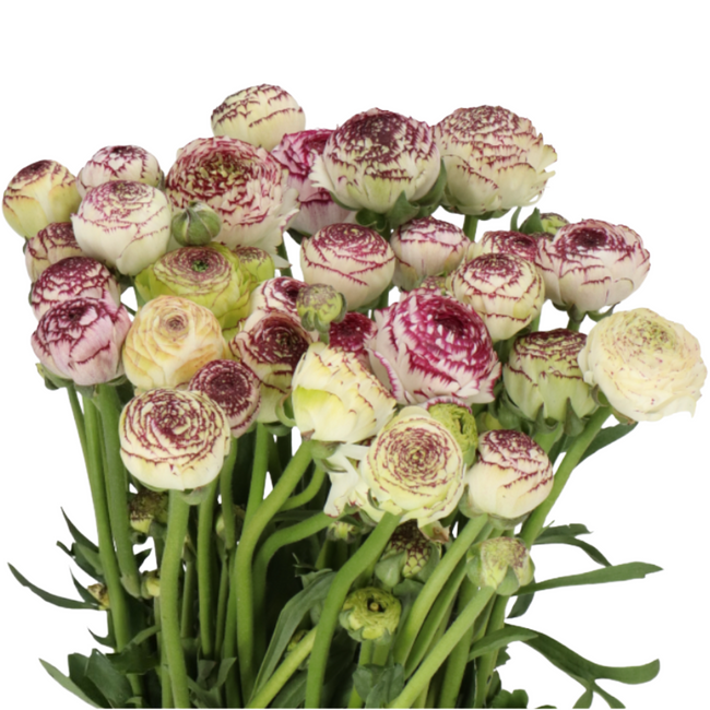 Ranunculus Cuppuccino PInk hol