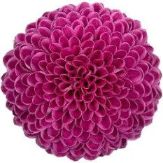 Mum Disbud Roxo Pur. SOLE