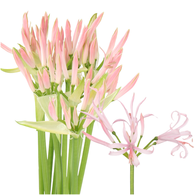 Nerine Lt. Pink 50-60cm Chili