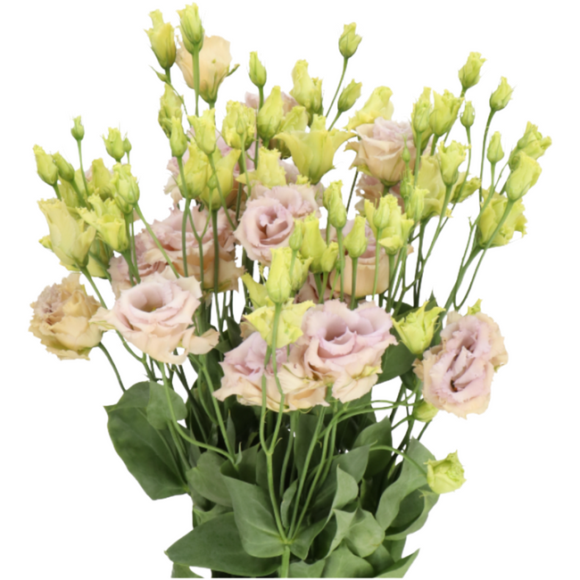 Lisianthus Blue Chateau holl