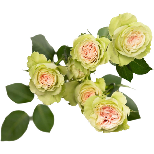 Spray Fibonacci Yantra Tessa