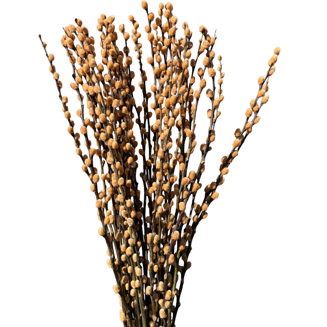 Pwilow Dyed Orange holl