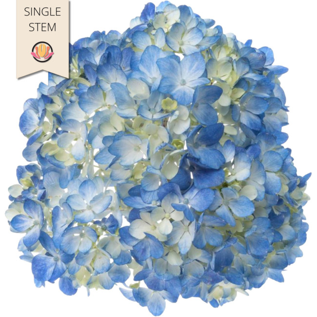 Hydrangea Blue Premium galleri