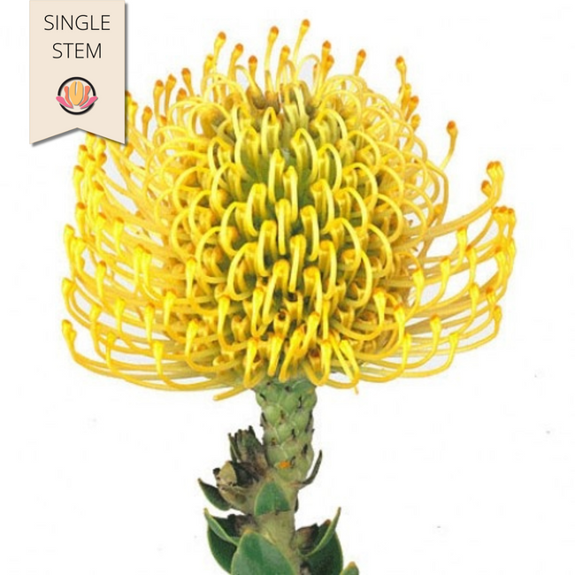 Pins Nutan High Gold holl(STEM