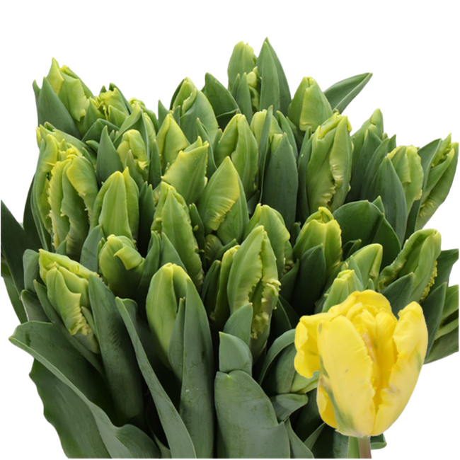 Tulip Gold Race holl