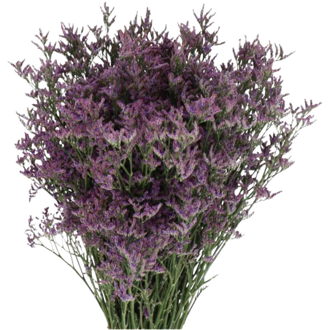 Limonium Plum Dk Blue holl(5st