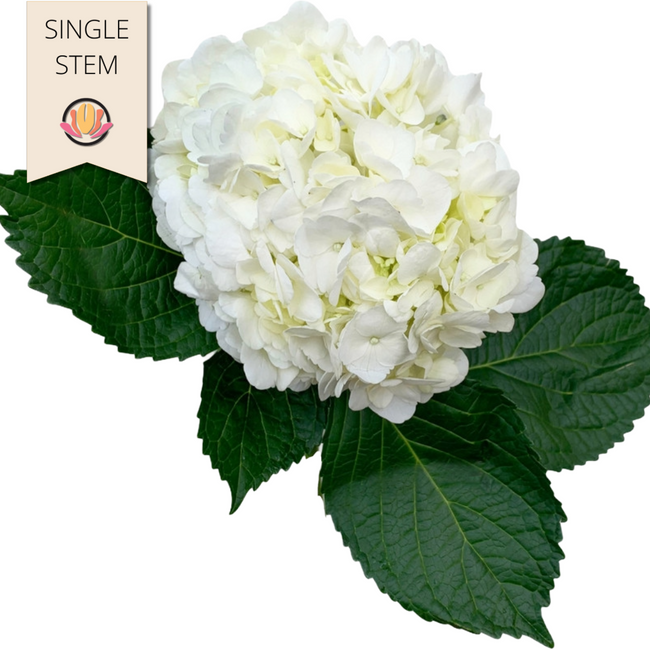 Hydrangea White esmeralda sel(