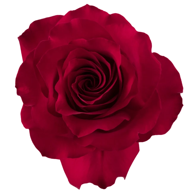 Rose French Kiss 40cm rprima