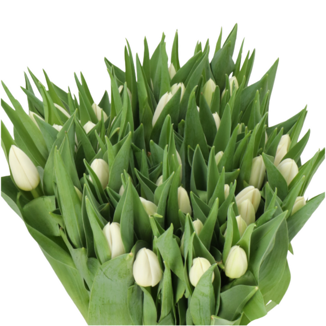 Tulip White Prince holl