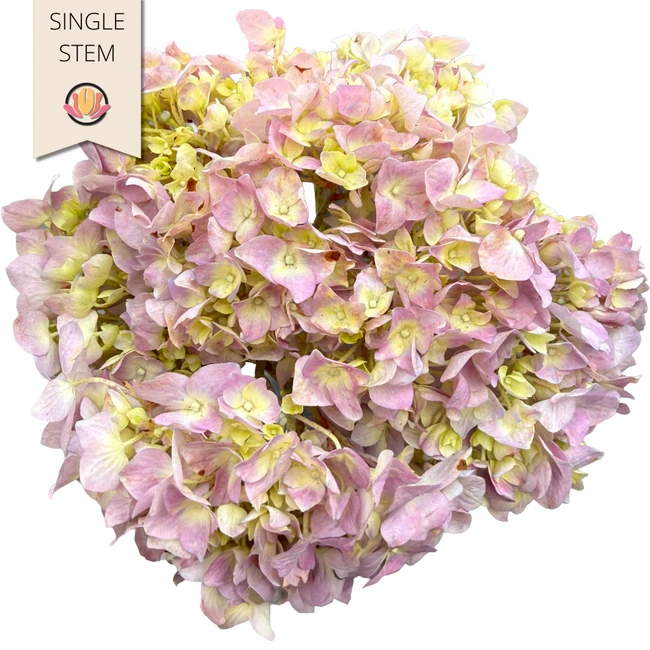 Hydrangea Lavender Gro (stm)