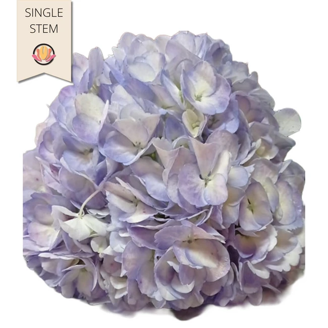 Hydrangea Lavender Gro (stm)