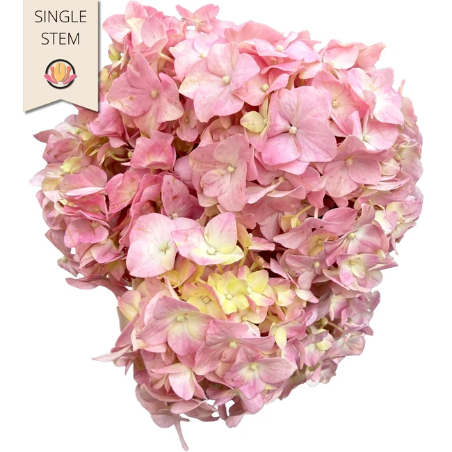 Hydrangea Pink Pocket Gro (stm
