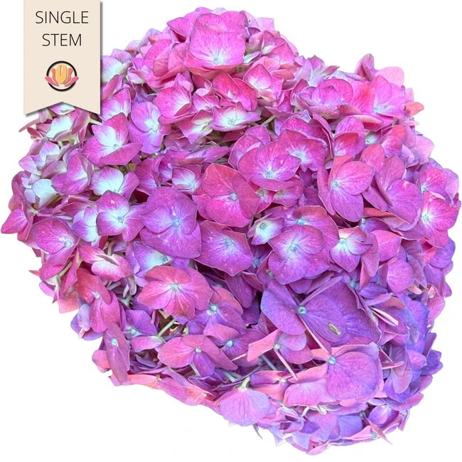 Hydrangea Plum Gro (stm)