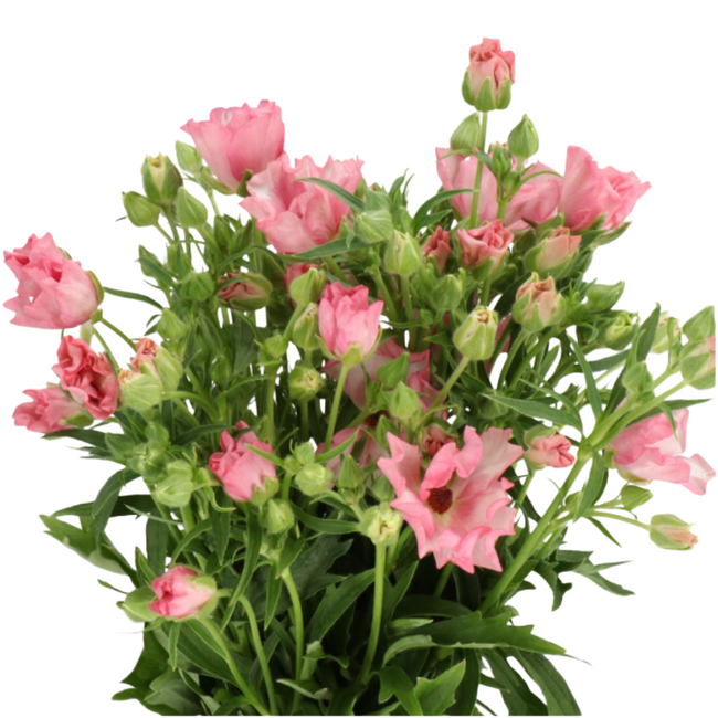 Ranunculus Butterfly Isis holl