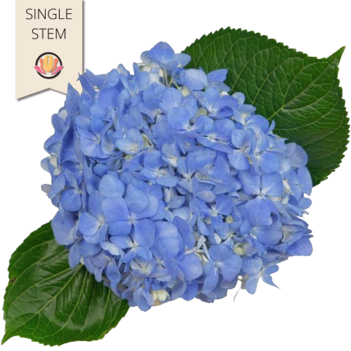 Hydrangea Shocking Blue sole(S