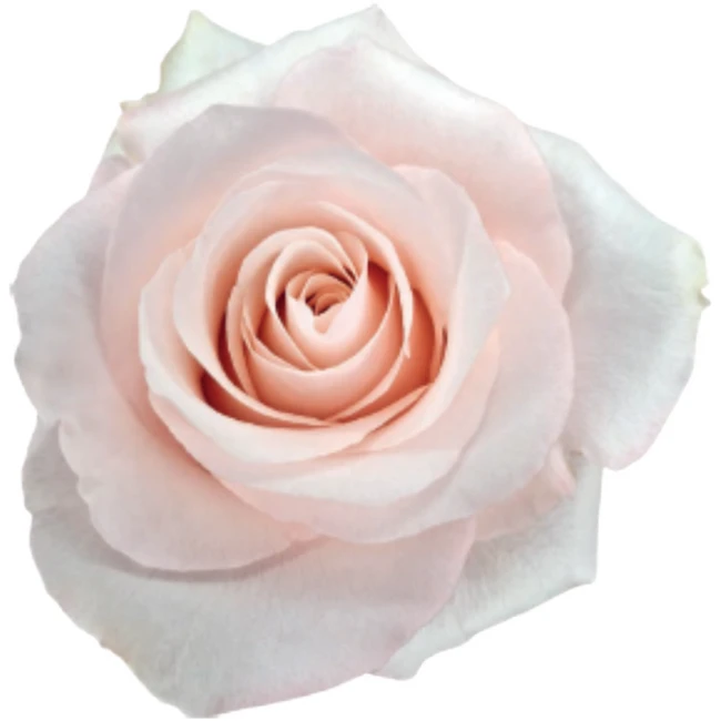 Rose Sweet Beat 60cm rprima