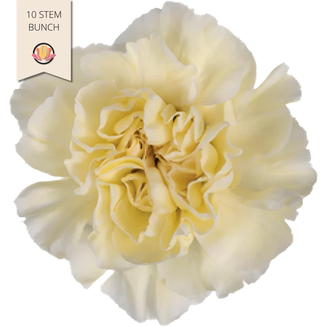 Carn Minami PolyPale SOLE x10