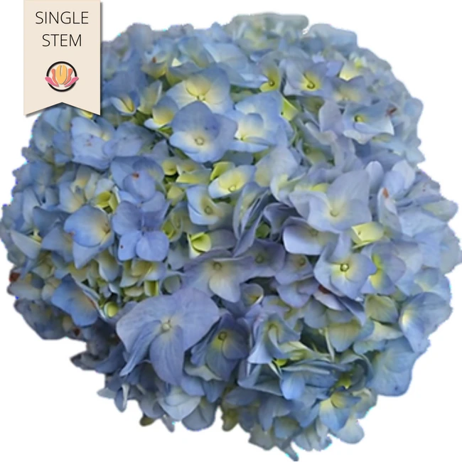 Hydrangea Lt. Blue Premium (ST