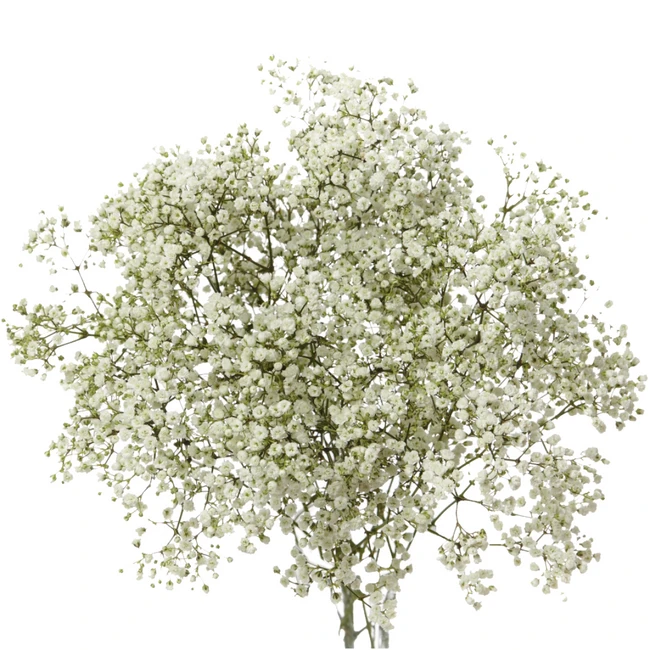 Baby'sBreath Million Star rio