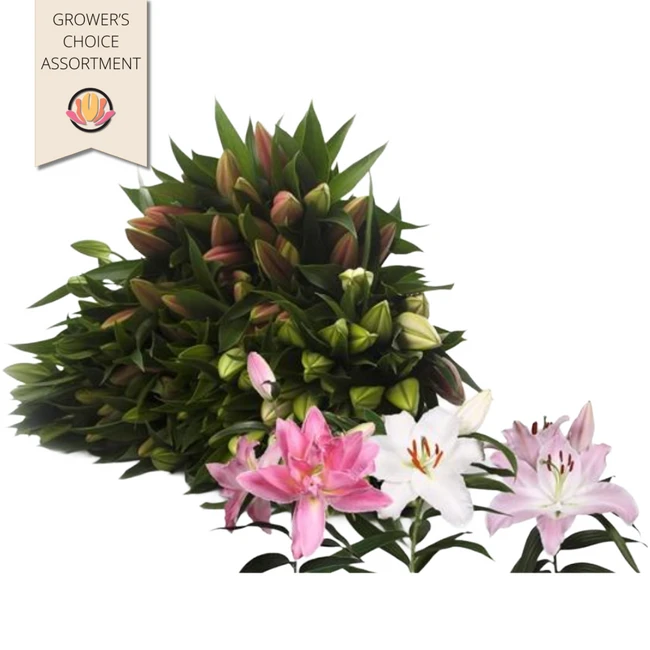 Lily Oriental Holl Mix x 10 bu