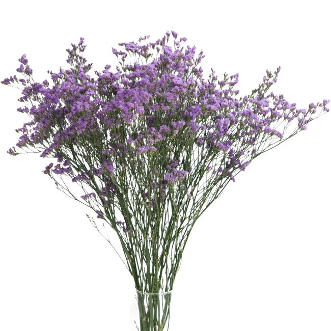 Limonium Purple valleflor