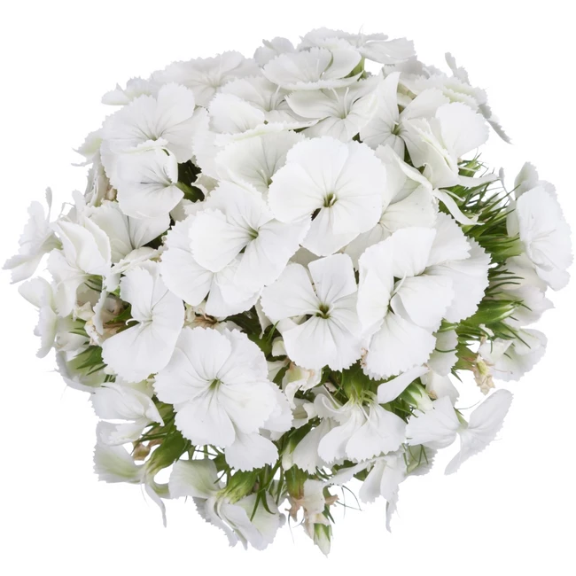 Dianthus Ball White golden