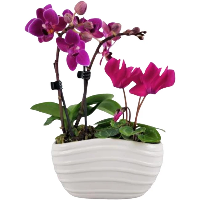 4" Orchid/Cyclamen Garden