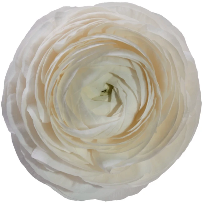 Ran Bianco White SS Tessa