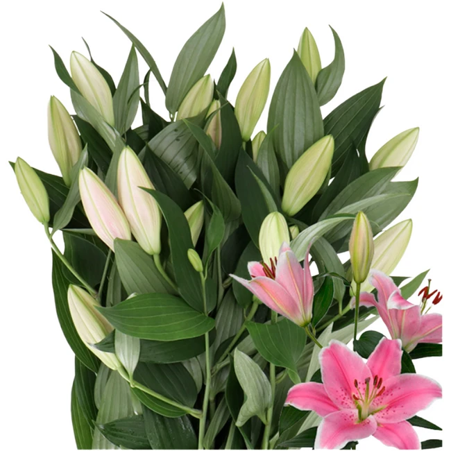 Lily Sorbonne 3-5bl Tessa