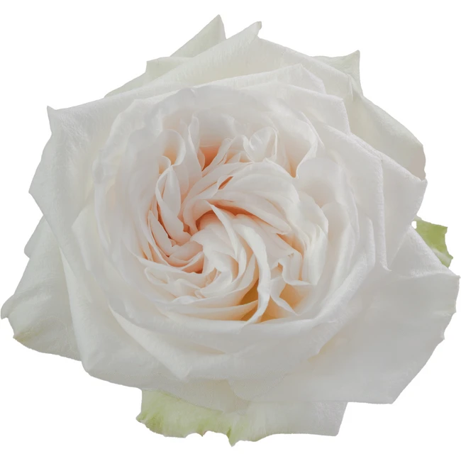 Rose Grdn White Ohara (12st) C