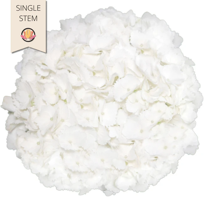 Hydro White Premium Hydraflora