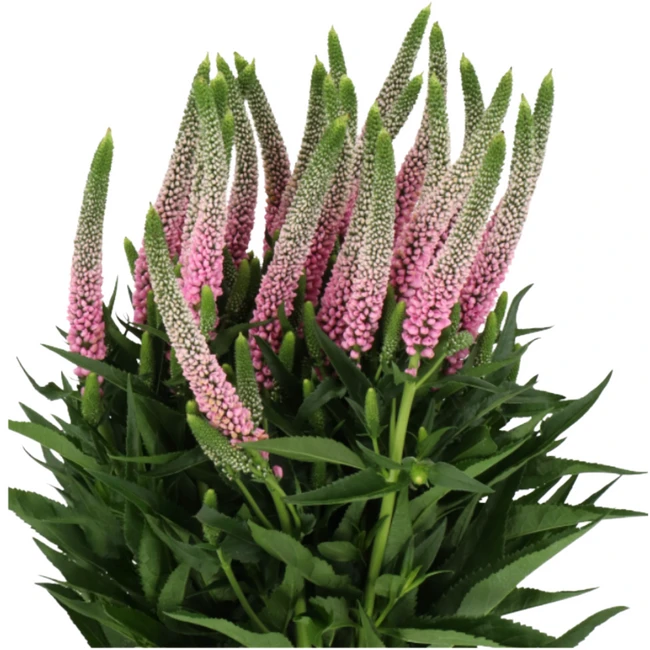 Veronica Smart Roswitha bella