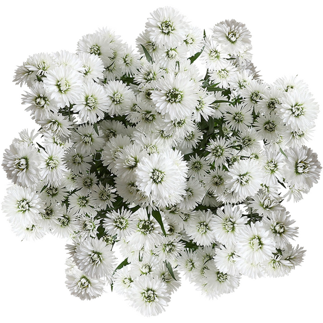 Casino Carnival White fresca