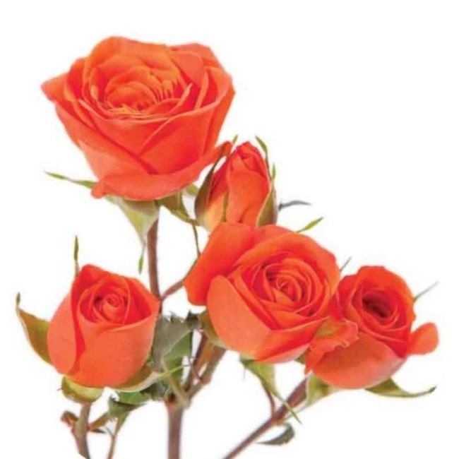 SprayRose Alegria rfi
