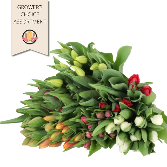Tulip Asst(36cs)holl