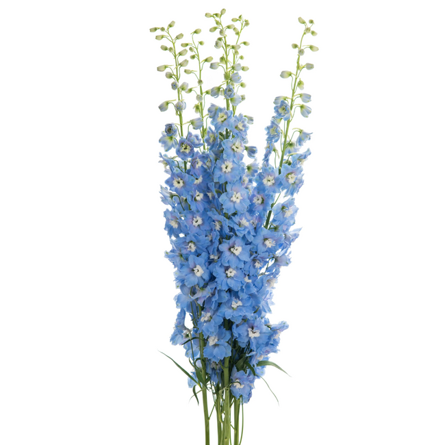 Delph Hybrid Celeste 110cm val