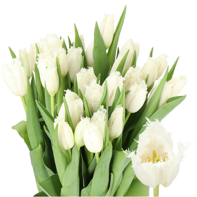 Tulip Frill Cambridge holl