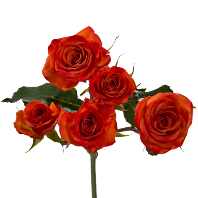 Rosespray Saona Tessa