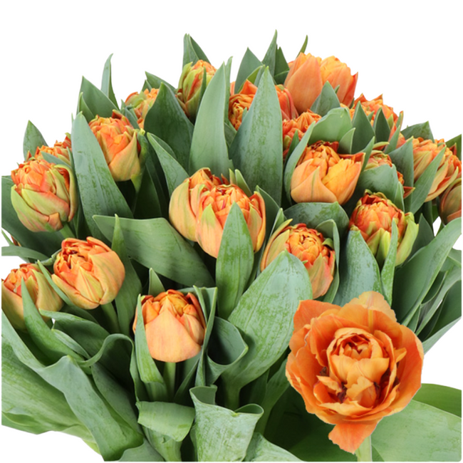 Tulip Dbl Valdivia holl