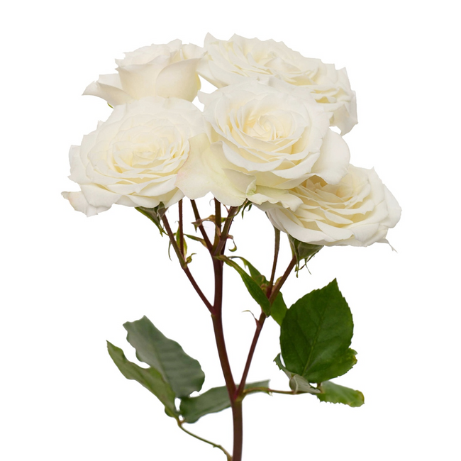 Rose Gdn Jeanine rio