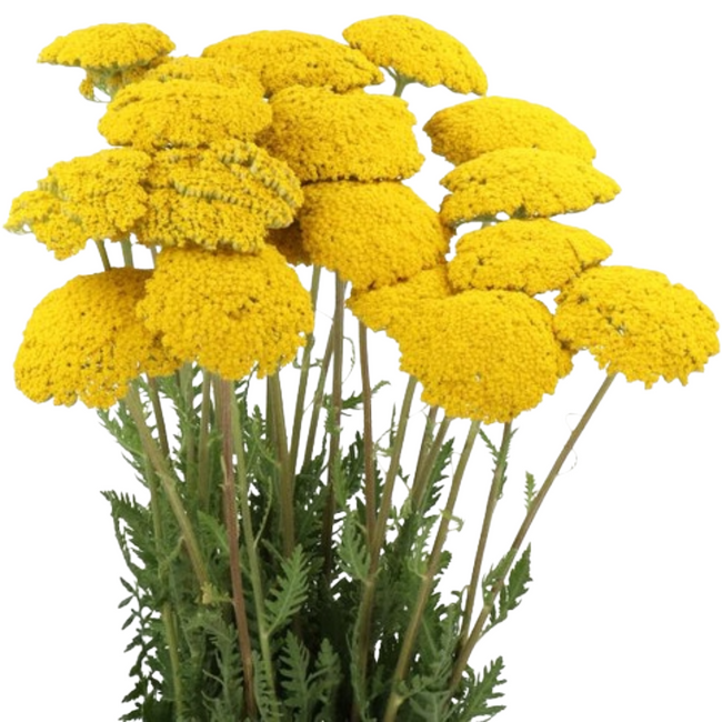 Yarrow Yellow Mellano