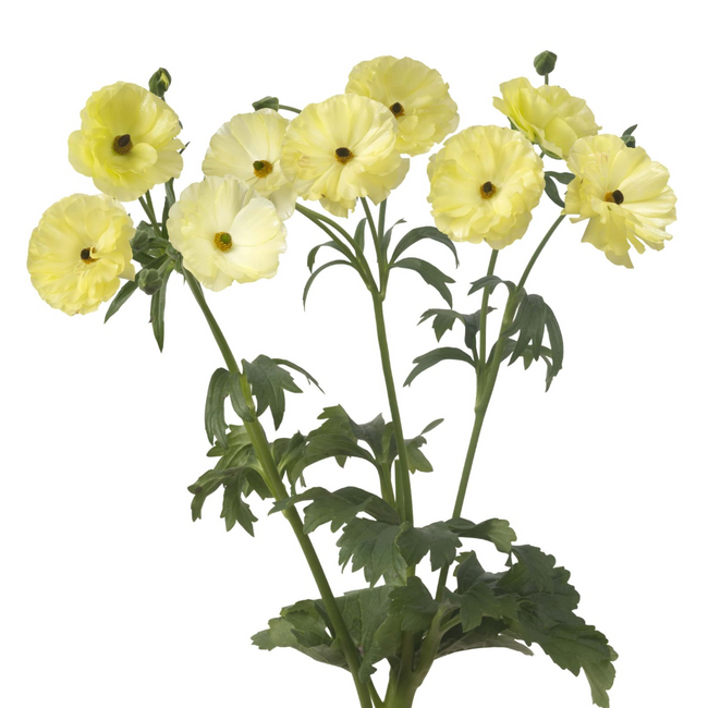Ranunculus Butterfly Helios ch