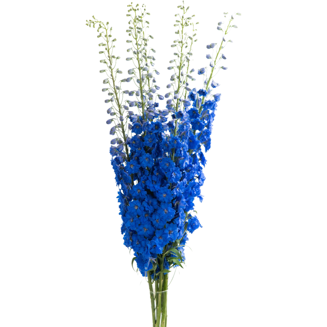 Delph Azul Hybrid 70cm vallefl