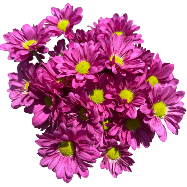 Pom Daisy Randall SOLE