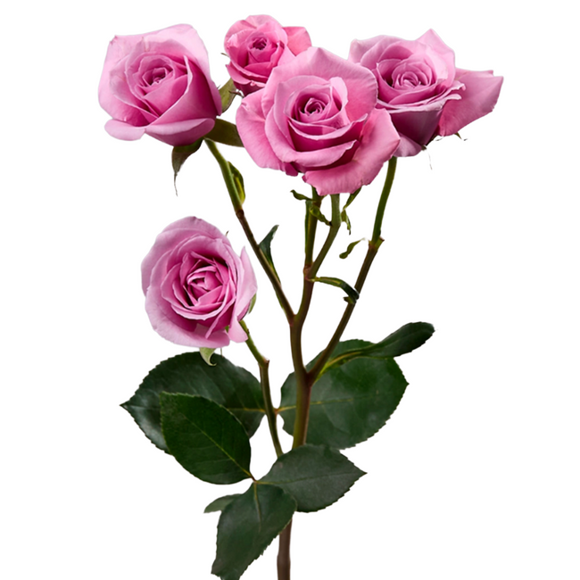 RoseSpray Blue moon tessa