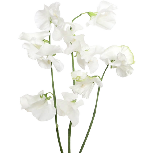 Sweet Pea White Fresca