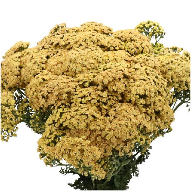 Yarrow Neonglow Saffron holl