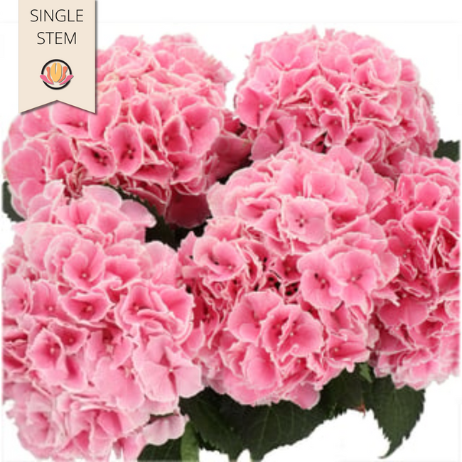 Hydrangea My Beautiful Rosada