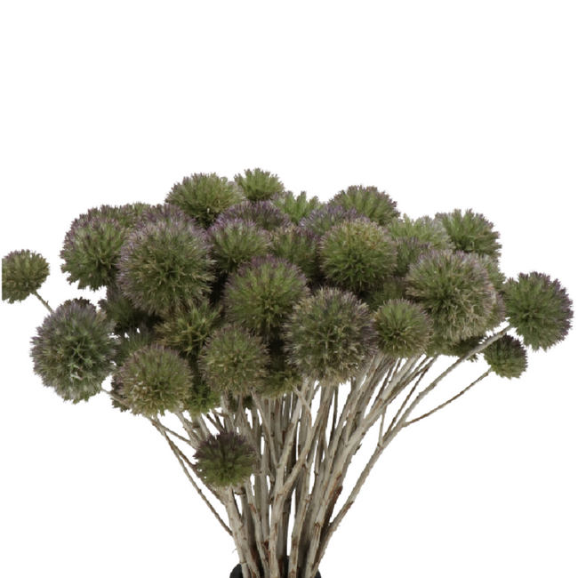 Eryngium Spray Bullit holl